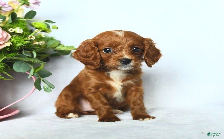 Cavapoo dogs for sale - Ad 1