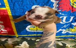 American Bulldog dogs for sale: Big Red - Image 3