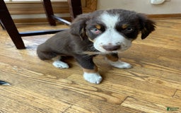 Australian Shepherd dogs for sale: Jb - Image 2