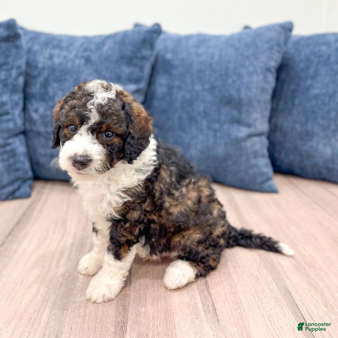 Mini Bernedoodle dogs for sale: Blaze - Image 3