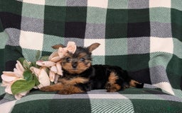 Yorkshire Terrier dogs for sale: Karissa 6 lbs Full Grown - Image 4