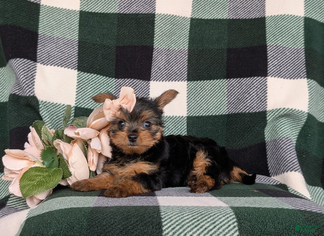Yorkshire Terrier dogs for sale: Karissa 6 lbs Full Grown - Image 4