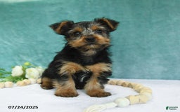 Yorkshire Terrier dogs for sale: Echo - Image 9