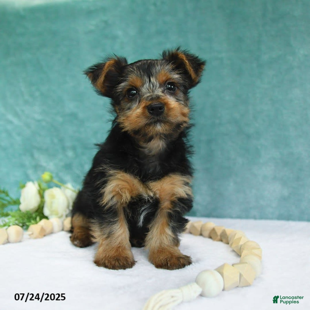 Yorkshire Terrier dogs for sale: Echo - Image 9