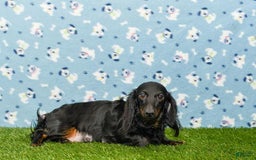Miniature Dachshund dogs for sale: Benji - Image 12