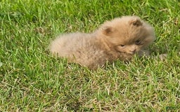 Pomeranian dogs for sale: Cinnamon - Image 6