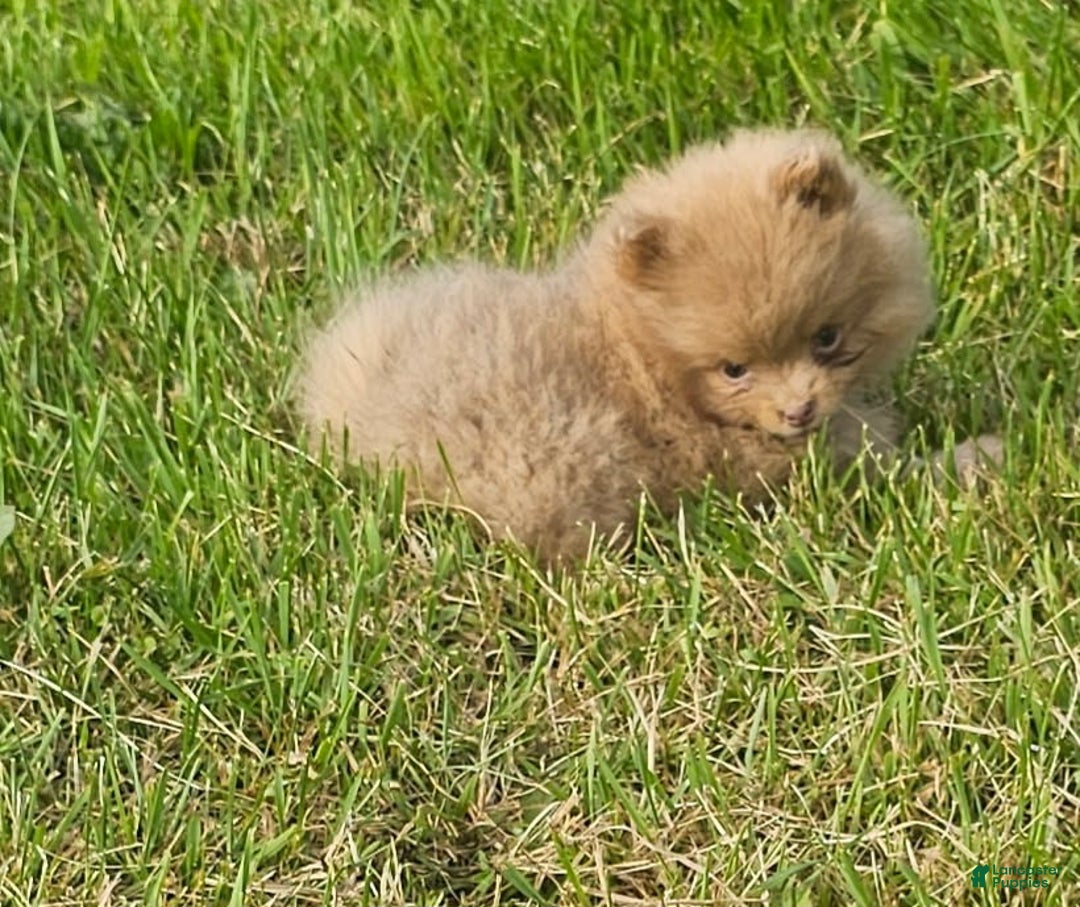 Pomeranian dogs for sale: Cinnamon - Image 6