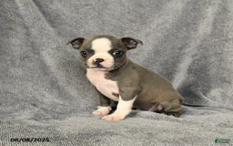 Boston Terrier dogs for sale: Lacey - Image 2
