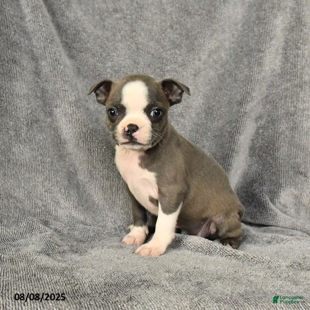 Boston Terrier dogs for sale: Lacey - Image 2