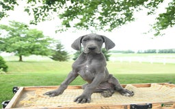 Great Dane dogs for sale: Dove - Image 8