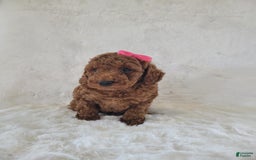  dogs for sale: Mini Goldendoodle 7 puppies - Image 15