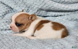 French Bulldog dogs for sale: Meatball - Image 4