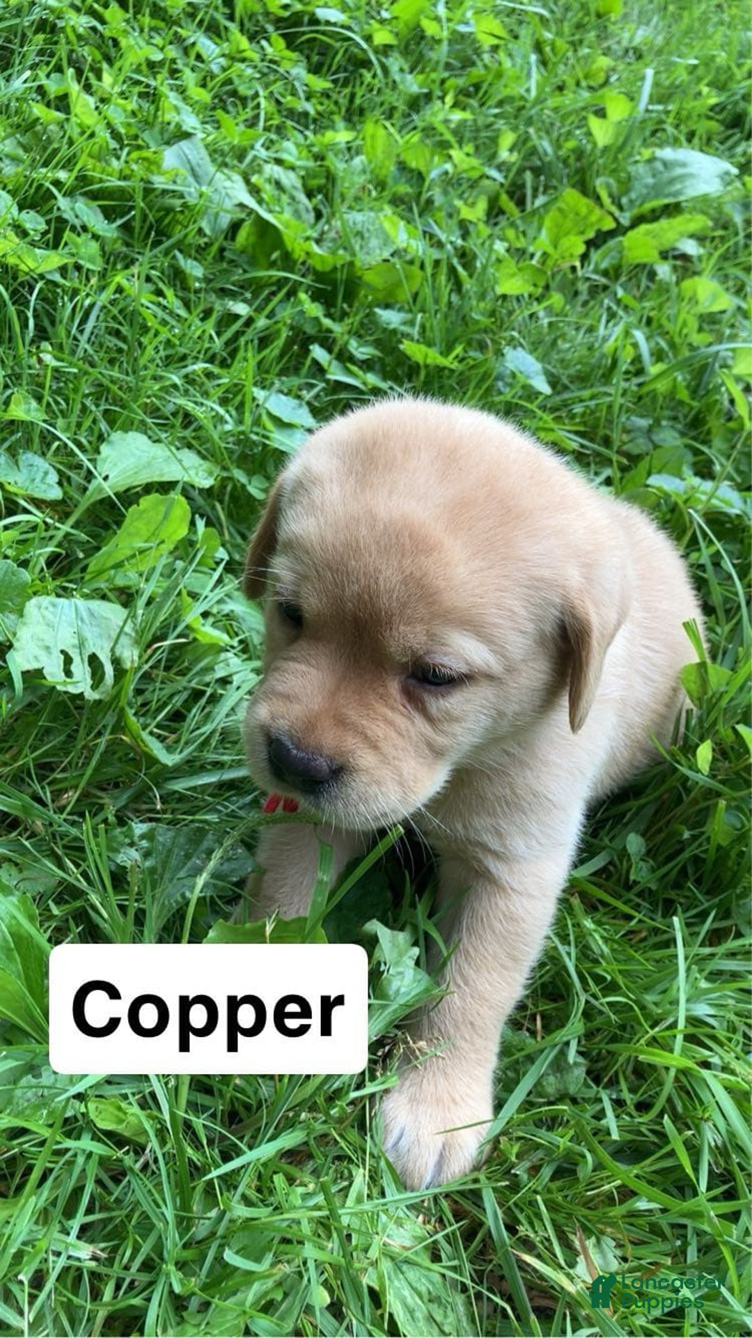Labrador Retriever dogs for sale: Copper - Image 2