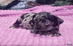 Catahoula Leopard Dog dogs for sale: Luna 2025 Female 1 - Image 11
