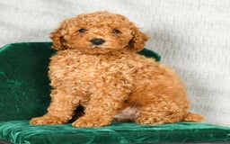 Miniature Poodle dogs for sale: Drew - Image 6