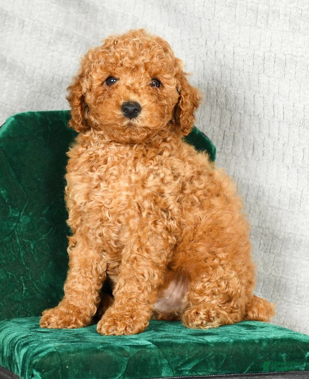 Miniature Poodle dogs for sale: Drew - Image 6
