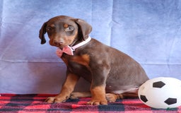 Doberman Pinscher dogs for sale: DIAMOND - Image 5