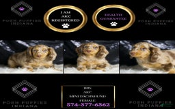 Miniature Dachshund dogs for sale: Iris - Image 4