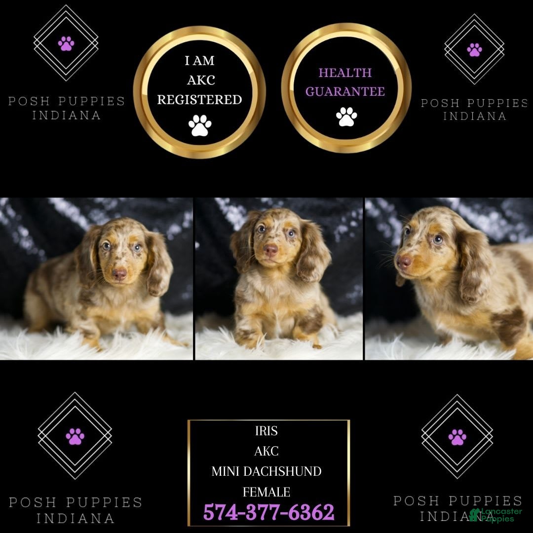 Miniature Dachshund dogs for sale: Iris - Image 4
