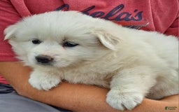 American Eskimo dogs for sale: Layla - Image 3