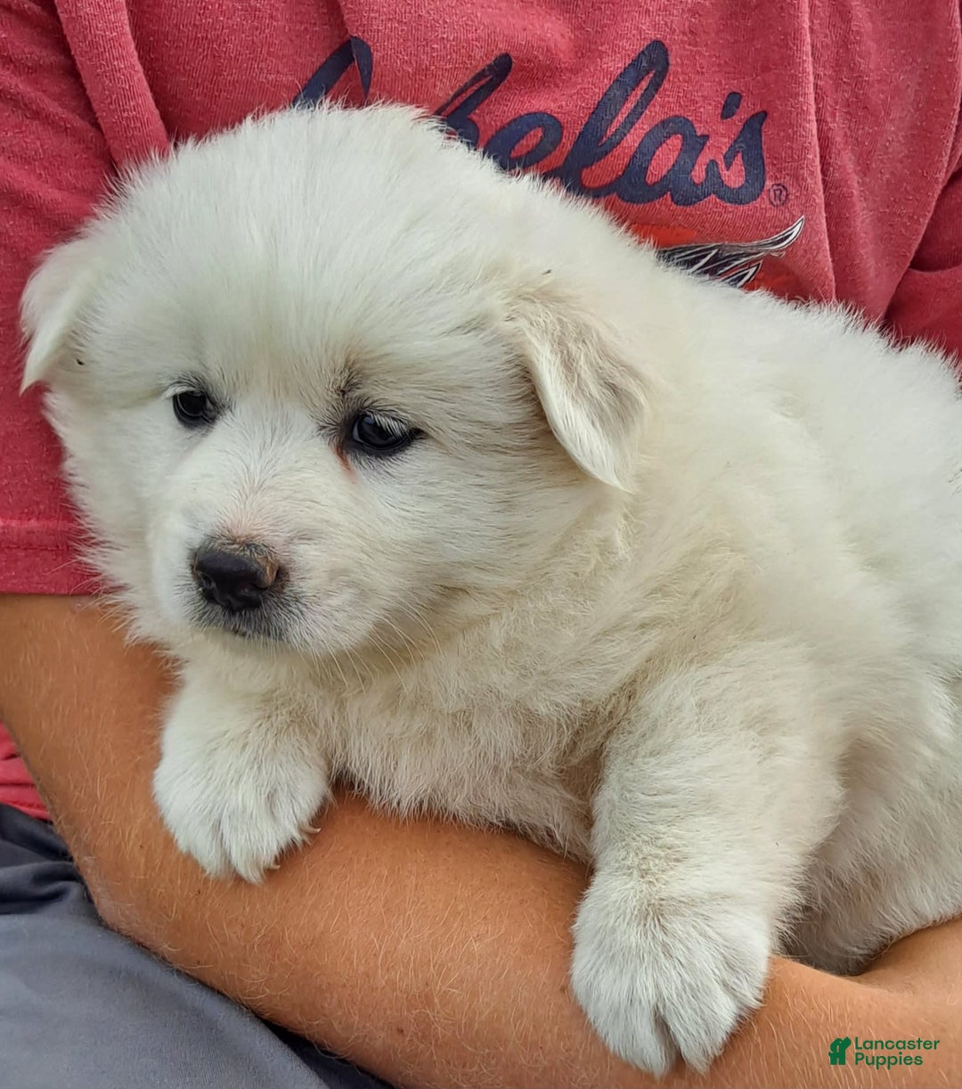 American Eskimo dogs for sale: Layla - Image 3