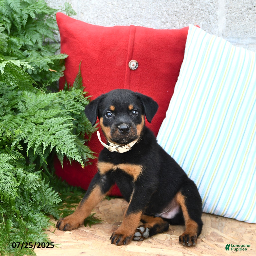 Rottweiler dogs for sale: Rover - Image 3