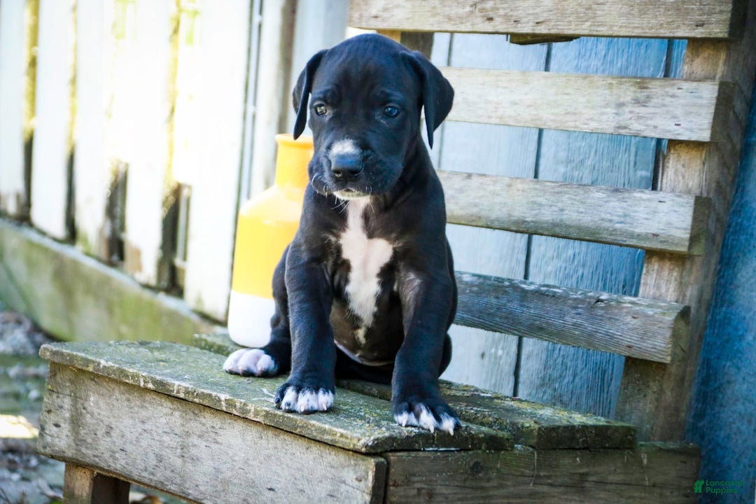 Great Dane dogs for sale: Athena - Image 5