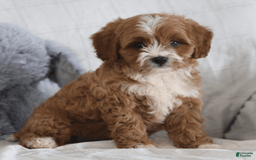 Cavapoo dogs for sale: Rusty - Image 1