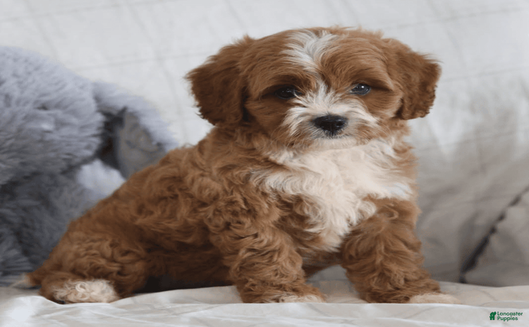 Cavapoo dogs for sale - Ad 1