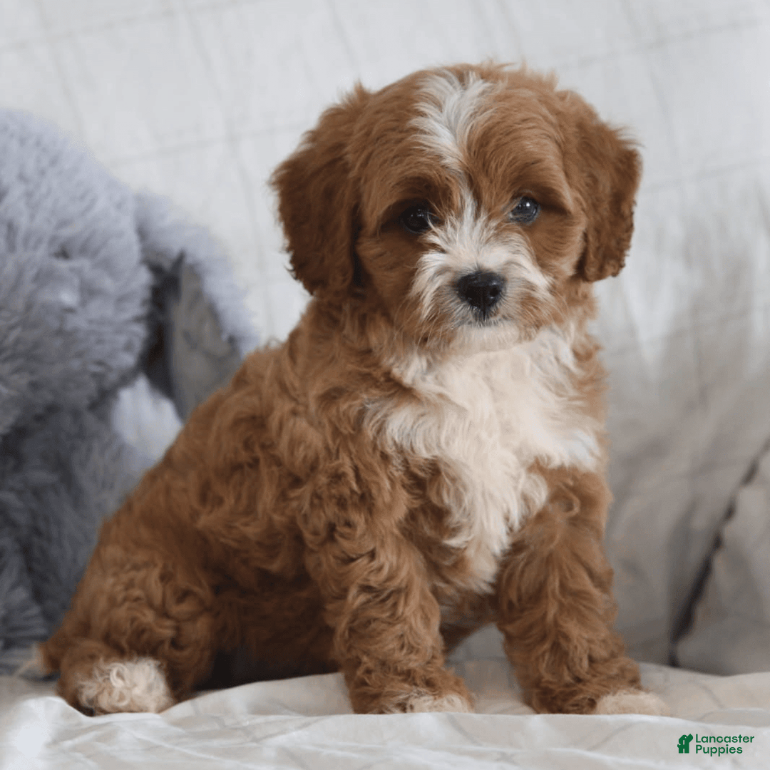 Cavapoo dogs for sale: Rusty - Image 1