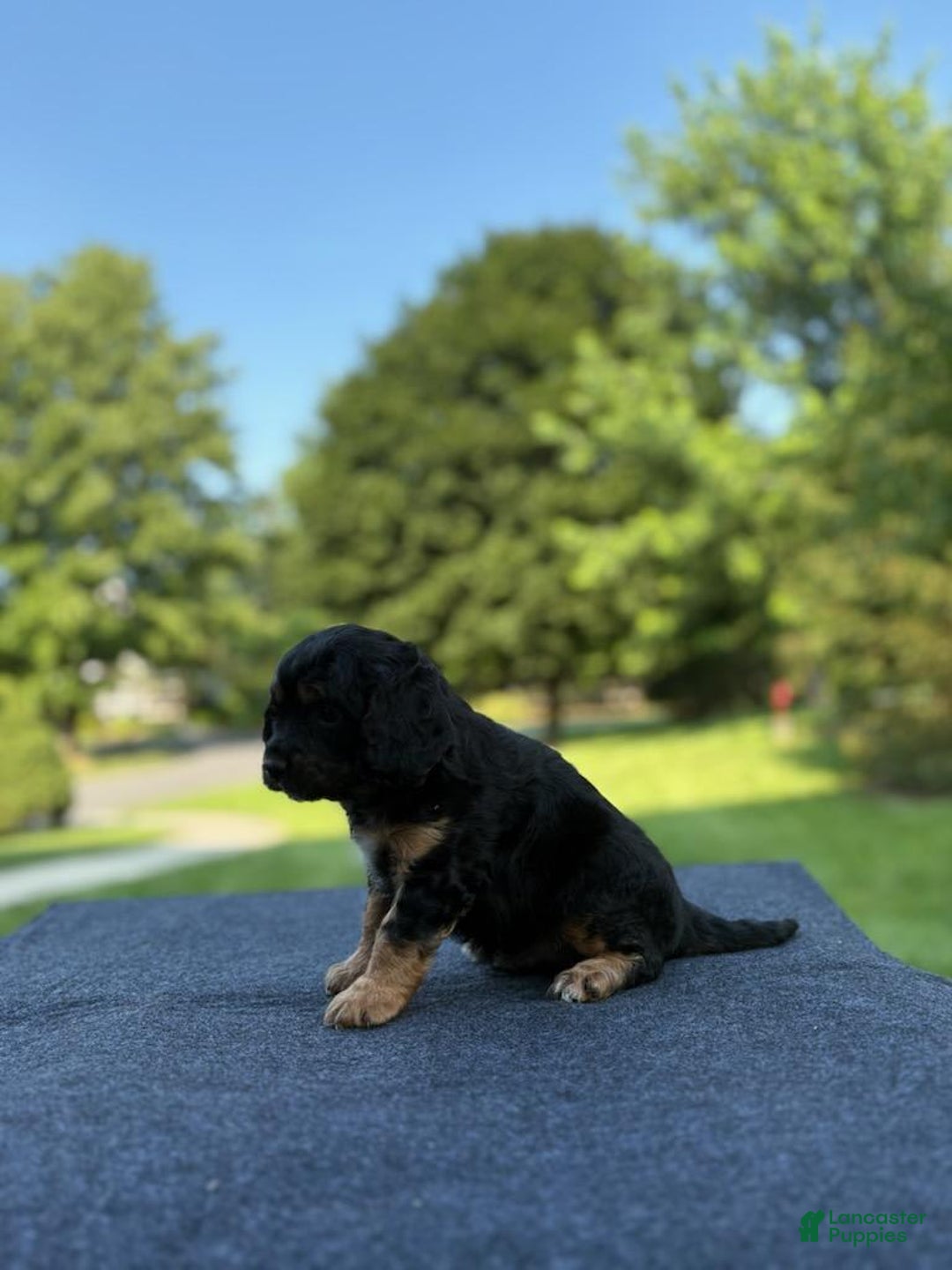 Cavalier King Charles Spaniel dogs for sale: Ryan - Image 2