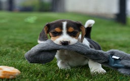 Beagle dogs for sale: Kit Kat - Image 19