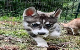 Siberian Husky dogs for sale: Shana - Image 10