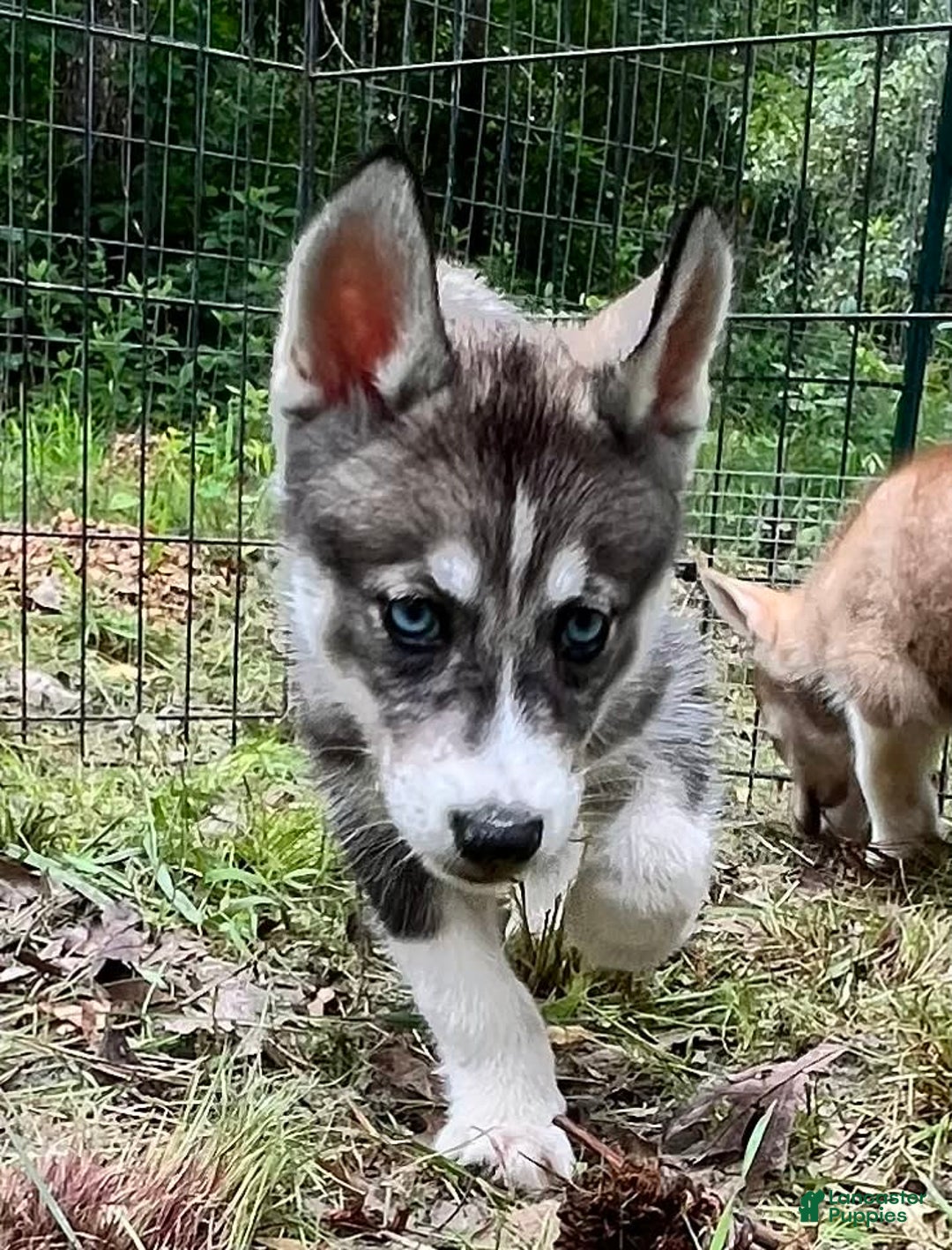 Siberian Husky dogs for sale: Shana - Image 10