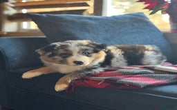 Miniature Australian Shepherd dogs for sale: Chungus - Image 2
