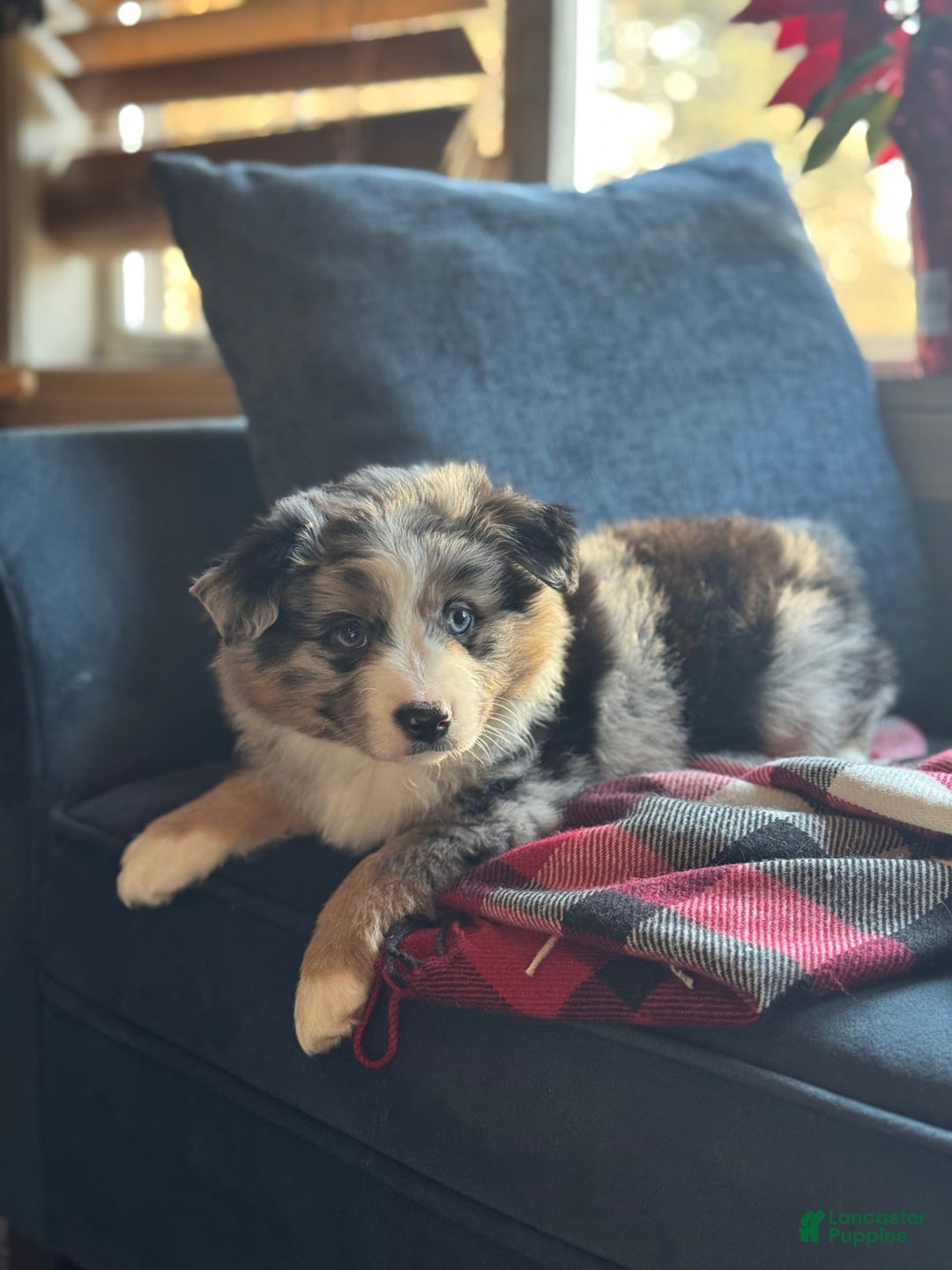 Miniature Australian Shepherd dogs for sale: Chungus - Image 2