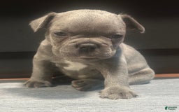 French Bulldog dogs for sale: Hulk - Image 3