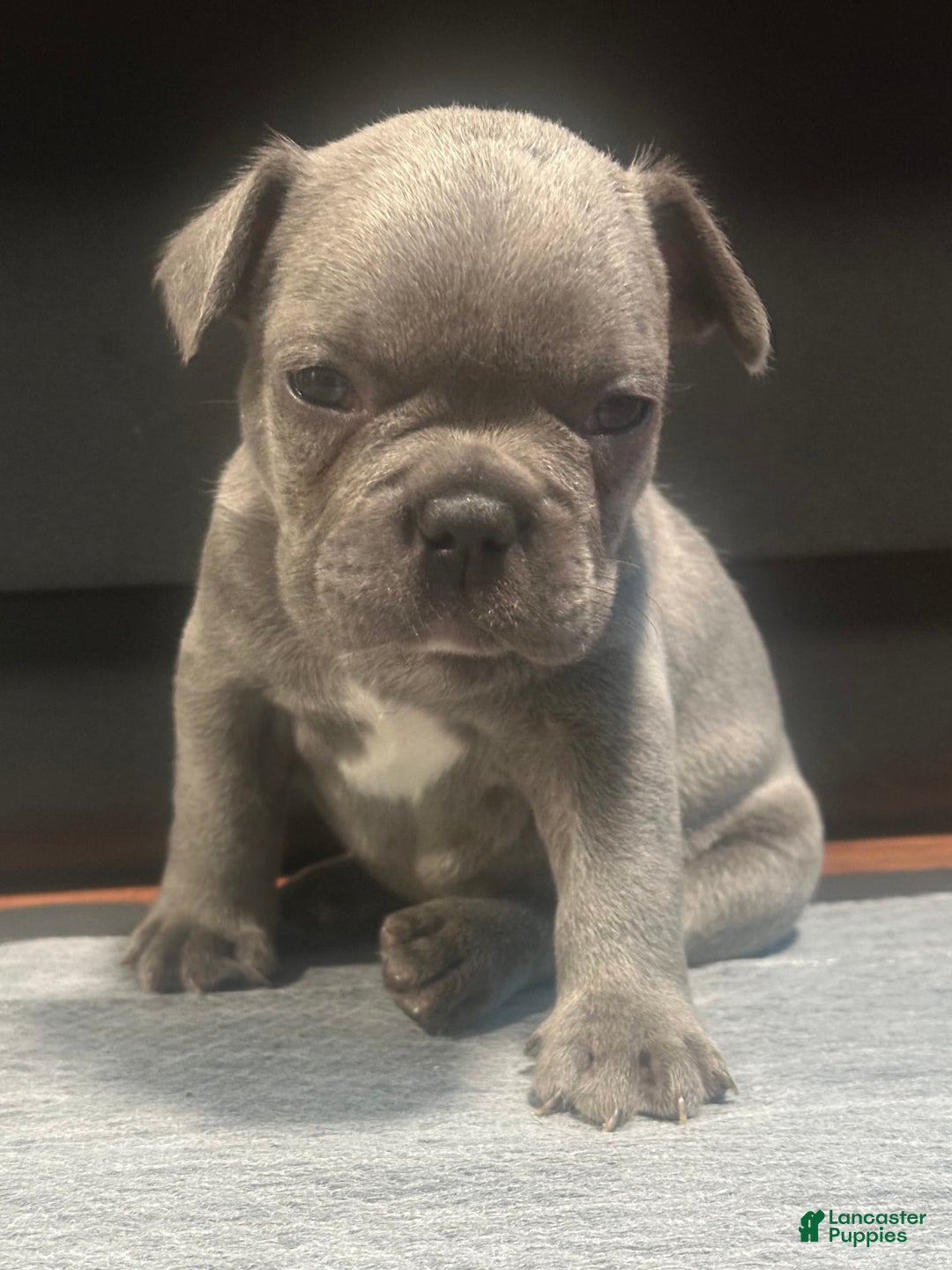 French Bulldog dogs for sale: Hulk - Image 3
