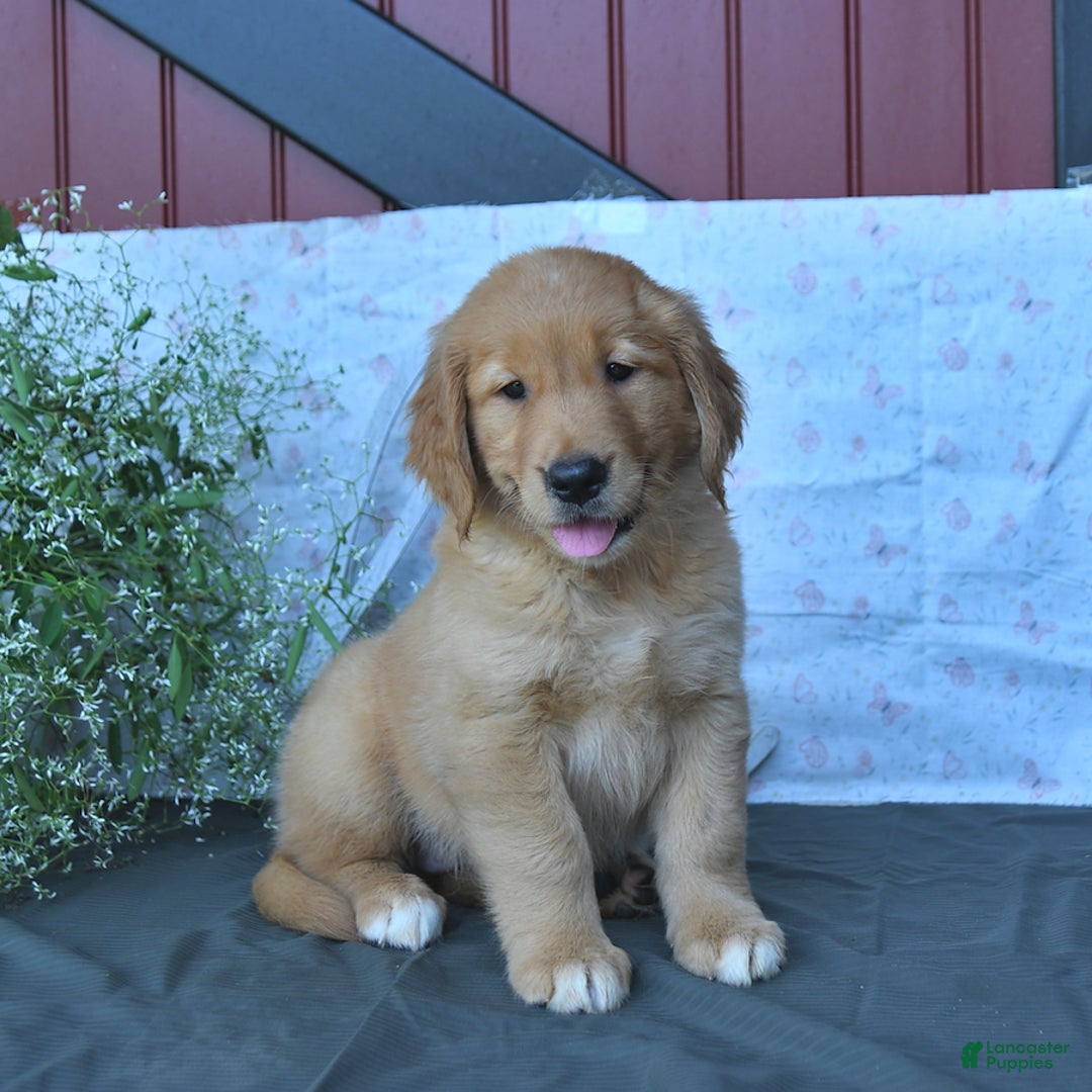 Golden Retriever dogs for sale: Carmela - Listing for pets: Cookie, Coffee, Caramello, Champ, Charmer, Carmela, Cocoa, Creme - Image 2