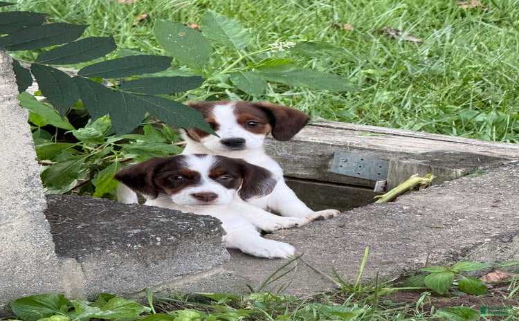 Jack Russell Terrier dogs for sale - Ad 1