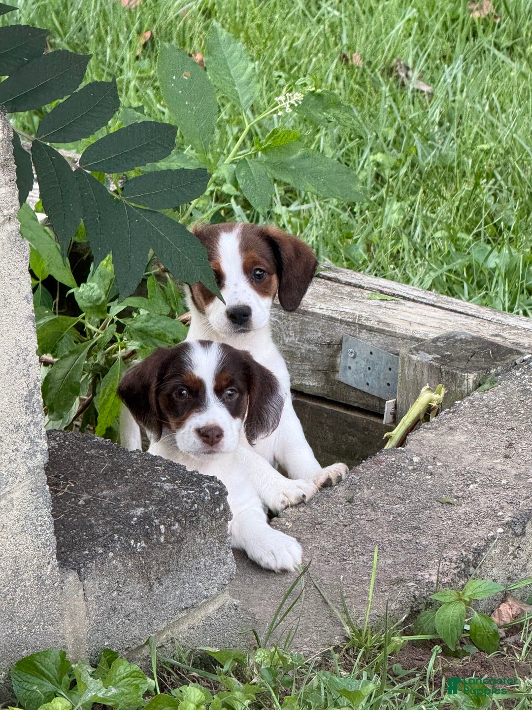 Jack Russell Terrier dogs for sale: Mocha - Image 1
