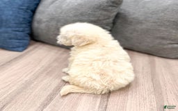 Mini Goldendoodle dogs for sale: Benny - Image 4