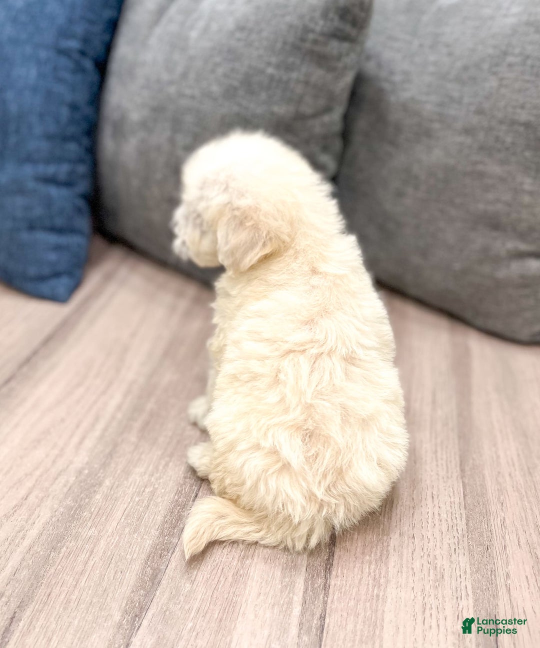 Mini Goldendoodle dogs for sale: Benny - Image 4