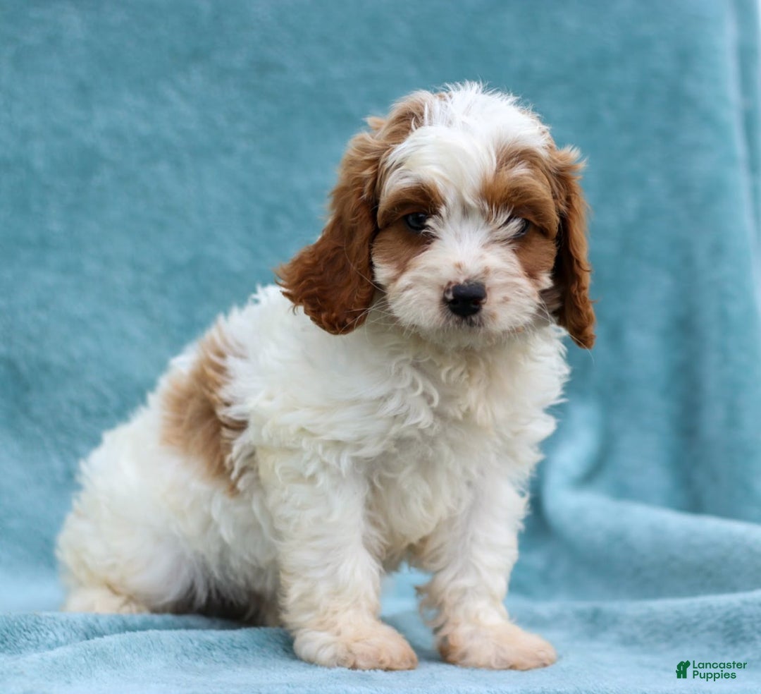 Cavapoo dogs for sale: Trooper - Image 1