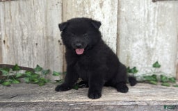 categoriesInfo:categoryAttributeOptions.pets.dogs.breed.belgianGroenendael dogs for sale: Jasper - Image 1