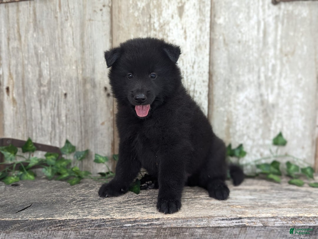 categoriesInfo:categoryAttributeOptions.pets.dogs.breed.belgianGroenendael dogs for sale: Jasper - Image 1