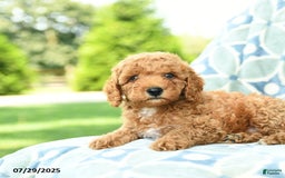 Cockapoo dogs for sale: Kiwi - Image 2
