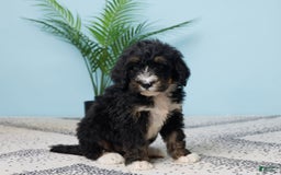 Bernedoodle dogs for sale: cooper - Image 5