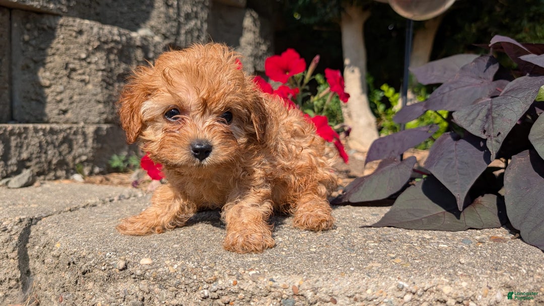 Cavapoo dogs for sale: Kobe - Image 1