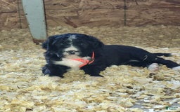 Bernedoodle dogs for sale: Tux - Image 1